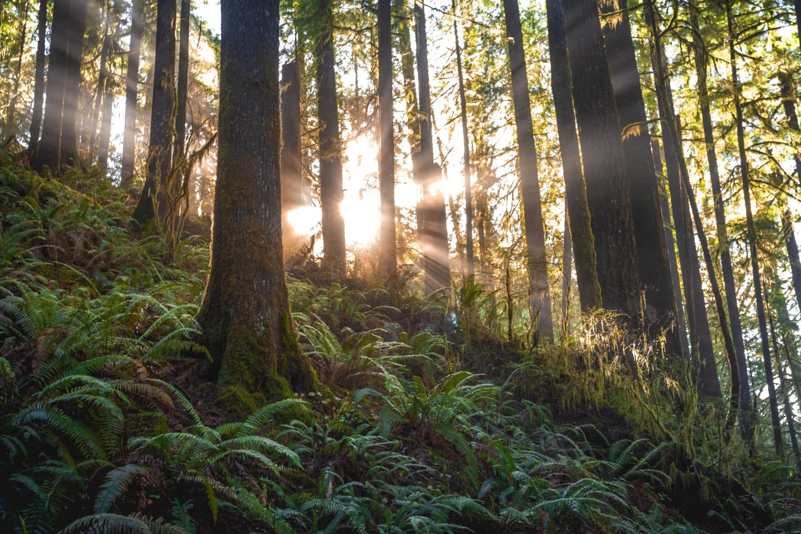 A peaceful forest with sunlight